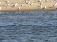4d92fea8bfdb67.58935069.JPG